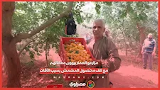  مزارعو العمار يروون معاناتهم مع تلف محصول المشمش بسبب الآفات