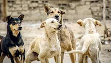 "الرفق بالحيوان" تعلن مقاطعة فعاليات "الخدمات البيطرية" بسبب كلاب الشوارع.. ما القصة؟