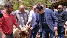 من داخل حقول الزراعة.. شاهد رئيس جامعة القاهرة يتابع موسم حصاد القمح 