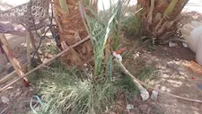 رصد 51 مخالفة لري الزراعات بمياه الشرب بالوادي الجديد