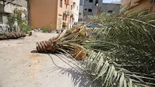 مصرع طفل سقطت عليه نخلة في سوهاج