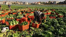 توصيات عاجلة من "تغير المناخ" لمواجهة الموجات الحارة وحماية المحاصيل 