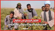 مسمار البطن في أبهى صوره.. الفول البلدي فى حقول الإسماعيلية جودة ملوكي وإنتاج وفي