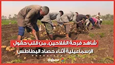شاهد فرحة الفلاحين.. من قلب حقول الإسماعيلية أثناء حصاد البطاطس