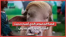 بسبب الشبه في "الشعر".. جاموس بنجلاديشي يحمل اسم الرئيس الأمريكي