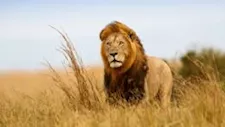 الشمبانزي والأسود والدببة.. لماذا تأكل بعض الحيوانات أبناءها؟ (صور)