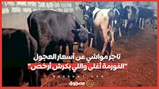 تاجر مواشي عن أسعار العجول: "الفورمة أغلى واللي بكرش أرخص"