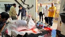 بـ 24 مجزراً.. الطب البيطري بالدقهلية يعلن الطوارئ لاستقبال أضاحي العيد