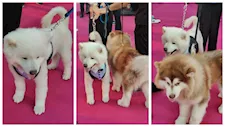 بالصور| حضور العرض الخاص لـ فيلم 7Dogs يلتقطون الصور مع كلبين على السجادة