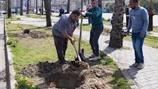 التنمية المحلية تعلن زراعة أكثر من 200 ألف شجرة ضمن مبادرة "100 مليون شجرة"