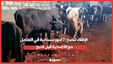 الإفتاء تنصح: 7 أمور مستحبة في التعامل مع الأضحية قبل الذبح