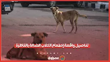 بيان مهم من الداخلية بشأن إطعام الكلاب الضالة في الشارع