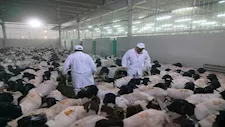صور.. مصر تبدأ الإشراف البيطري على الأضاحي بالسعودية