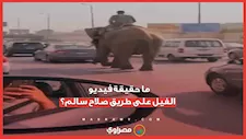 حقيقة أم ذكاء اصطناعي؟.. قصة فيديوهات الفيل والنعامة على طريق صلاح سالم