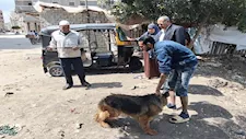 شلاتر وتحصينات.. خطة عاجلة للسيطرة على الكلاب الضالة بكفر الشيخ (صور)