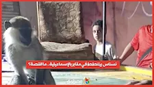 نسناس بيتنطط في مقابر بالإسماعيلية.. ما القصة؟