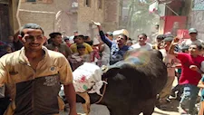 "زفة العجل".. أهالي الشيخ زين الدين بسوهاج يستقبلون الأضحية بالزغاريد- فيديو وصور 