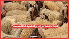 لماذا تراجعت أرباح مربي الماشية في موسم عيد الأضحى؟.. نقيب الفلاحين يكشف