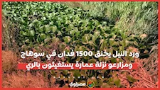ورد النيل يخنق 1500 فدان في سوهاج.. ومزارعو نزلة عمارة يستغيثون بالري