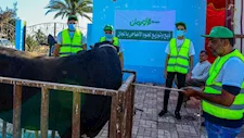 2000 عجل ومليون كيلو لحوم مستوردة.. الأورمان