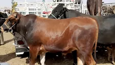 "نطح الفيسبا وجري".. عجل هارب يُثير الهرج أعلى كوبري الشون بالمحلة (فيديو