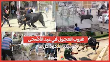 هروب العجول في عيد الأضحى.. كوميديا متكررة كل عام