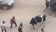 "أكشن الأضاحي".. مطاردات طريفة للمواشي الهاربة قبل الذبح بالمحافظات (فيديو