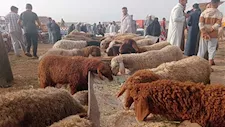 في أول أيام عيد الأضحى.. كيف تختلف أسعار ذبح الأضاحي بين الخراف والعجول؟
