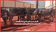إقبال كبير في ثاني أيام العيد.. العجول جاهزة في مجزر طور سيناء