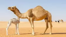 حيوانات تعيش في درجات حرارة قاسية منها الجمل