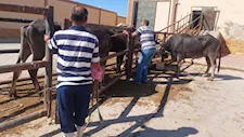 الكشف والذبح بالمجان.. إقبال على مجازر جنوب سيناء في ثاني أيام العيد