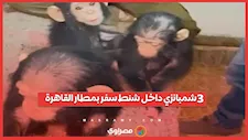 داخل شنط السفر.. تفاصيل إنقاذ 3 شمبانزي بمطار القاهرة