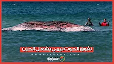 بعد أشهر من محاولات إنقاذه.. نفوق الحوت تيمي يشعل الحزن