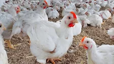 وكيل الطب البيطري يكشف سر "النمو السريع" للفراخ البيضاء  