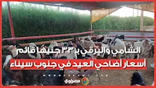 الشامي والبرقي بـ 33 جنيهًا قائم.. أسعار أضاحي العيد في جنوب سيناء