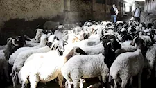 أضحية العيد.. طب بيطري القاهرة تعلن توافر أغنام برقي حر بـ300 جنيه للكيلو