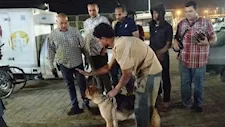 بالصور.. حي شرق أسيوط يواصل حملات تطعيم وترقيم الكلاب الضالة