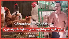 بعد شائعات الحقن بهرمونات.. تاجر طيور بسوهاج يرد على مخاوف المواطنين