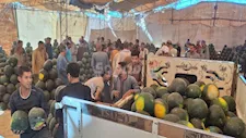 خبايا وأسرار البطيخ من قلب شوادر أسيوط.. "ازاي تفرق بين القرعة والسكّرة؟" -فيديو وصور