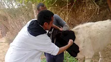 تحصين 19 ألف رأس ماشية ضمن الحملة القومية ضد الحمى القلاعية بأسوان