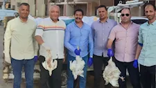 بالصور- ضبط شحنة دجاج نافق بالفيوم كانت في طريقها للتصنيع ببني سويف 