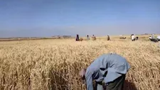   ذهب الفيوم يدخل الصوامع.. توريد 93 ألف طن قمح محلي منذ انطلاق الموسم  