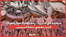 محفوظ في التبريد.. رغم وقف الصيد أسماك البحر تغطي حلقة السويس...