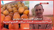 "كنتالوب الإسماعيلية ملوش زي".. فرحة الفلاحين ببدء الحصاد من قلب الأراضي الزراعية