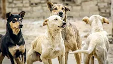 تقرير دولي عن داء الكلب في مصر يثير التساؤلات.. و"السياحة" تحسم الجدل
