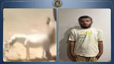  ضبط المتهم بالتعدي على "حمار" بالقليوبية.. والداخلية: يعاني من اضطرابات نفسية