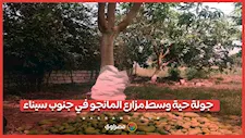 جولة حية وسط مزارع المانجو في جنوب سيناء