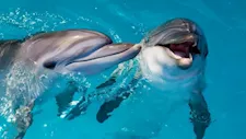 5صور ومعلومات عن ألطف وأذكى الكائنات البحرية  