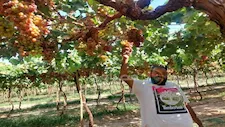 أرض الفيروز تطرح خير.. عناقيد العنب الأحمر تزين صحراء جنوب سيناء