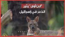 إصابة 11 إسرائيليًا جراء هجمات "ابن آوى" قرب بحيرة طبريا